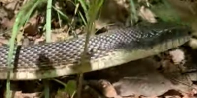 Greensboro snake